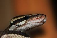 Информация за репелент за змии 9