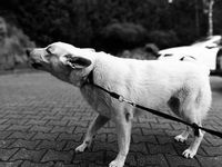 Dog Repeller - 13299 promotions Dog Repeller - 11483 promotions